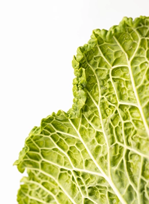 lechuga en primer plano