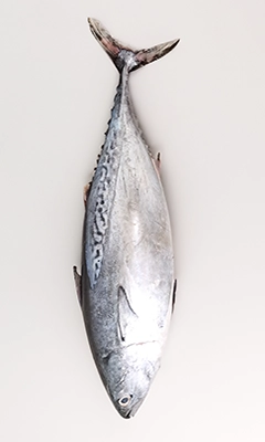 bonito