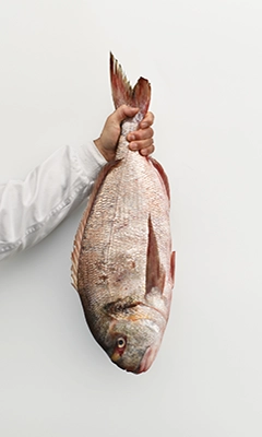 dorada