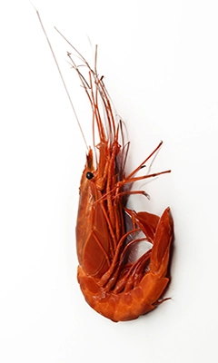 gamba