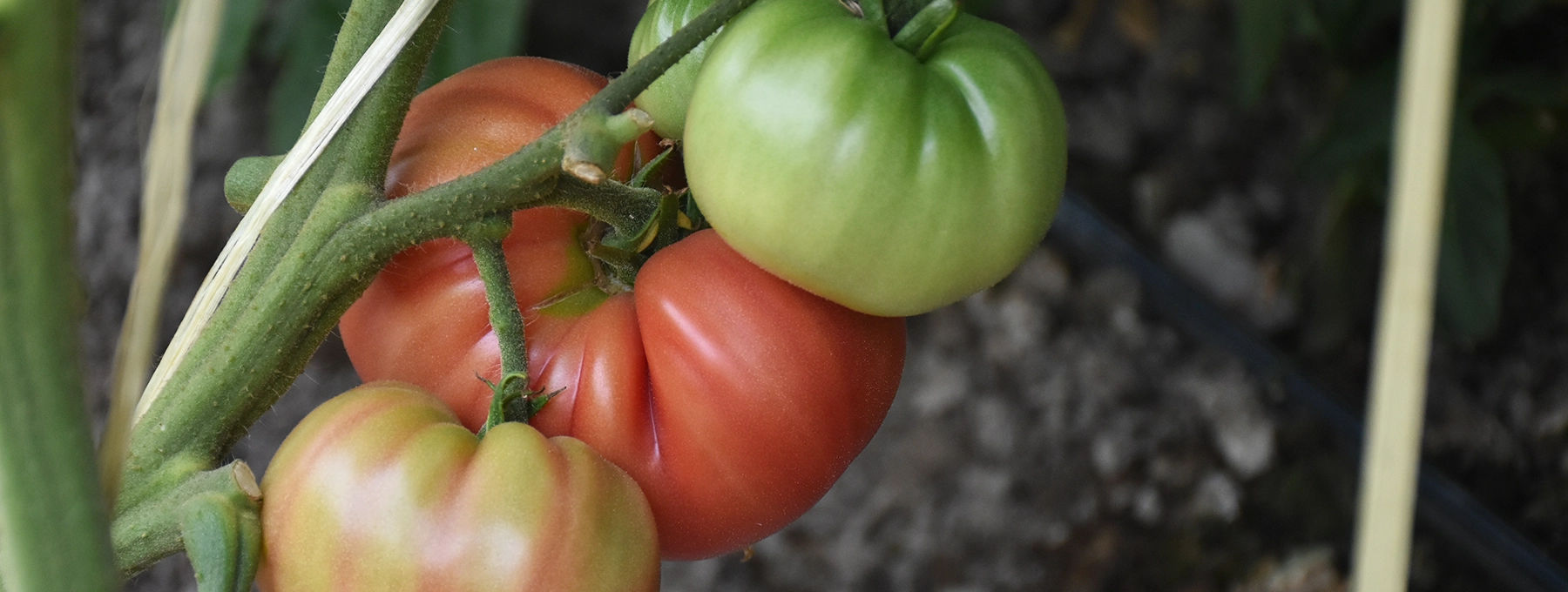 tomates
