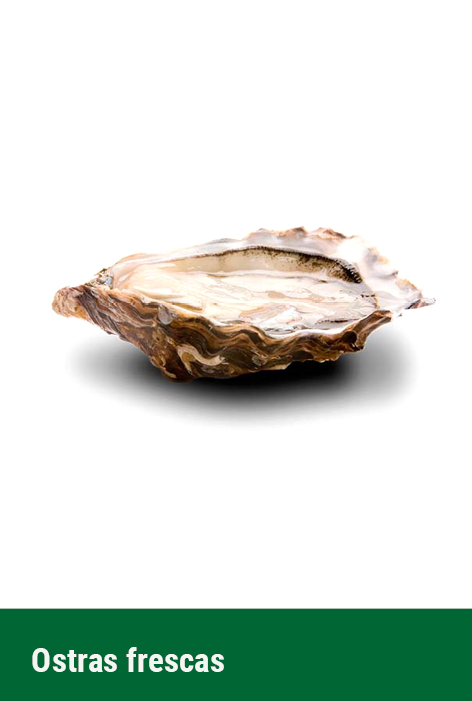 fondo ostra fresca