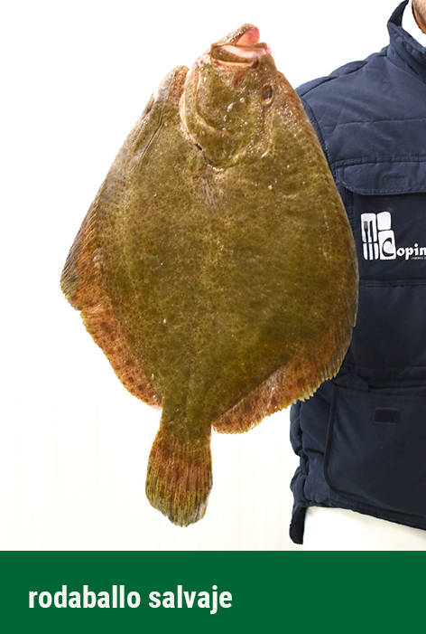 fondo rodaballo salvaje